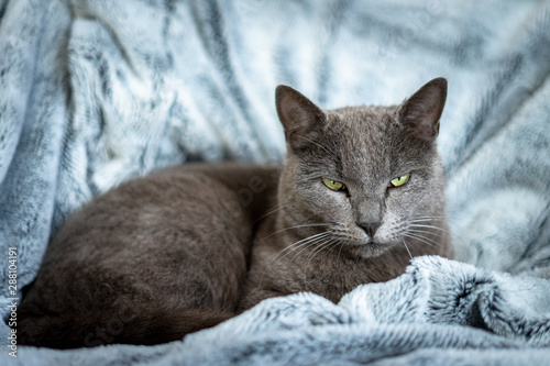 un chat gris sur couverture bleu au regard méfiant