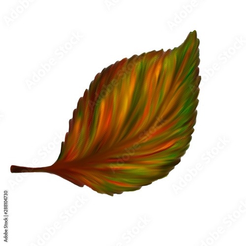 Leaf isolated on white. 