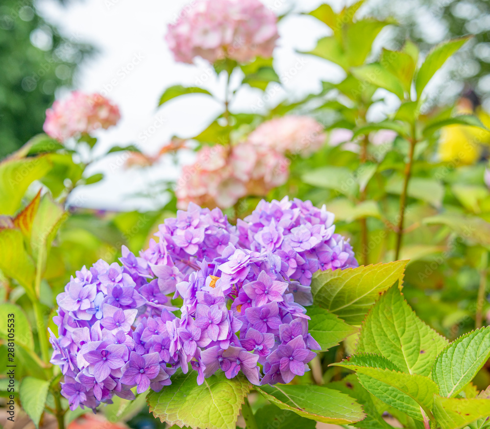 Close-up of colorful hydrangeas in the garden Close-up of colorful hydrangeas in the garden