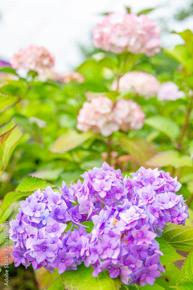Close-up of colorful hydrangeas in the garden Close-up of colorful hydrangeas in the garden
