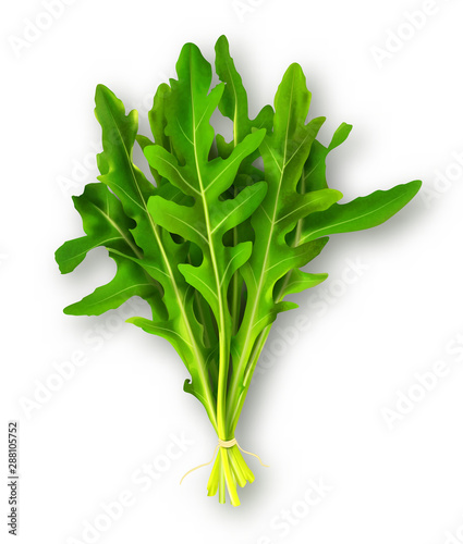 Bunch of fresh arugula leaves isolated on white
