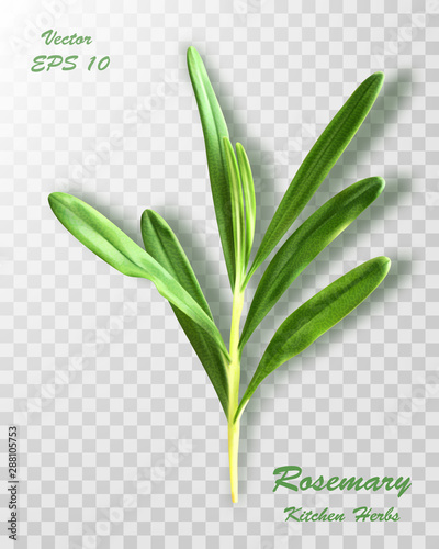 Fresh rosemary bunch isolated on transparent background