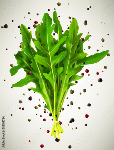 Green fresh rucola leaves and spices isolated vector illustration