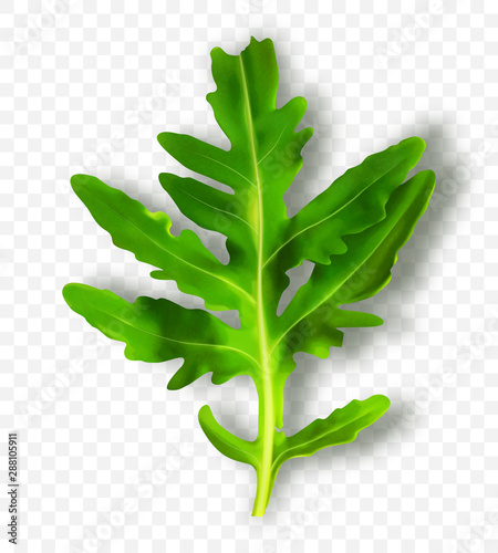 One leaf of arugula isolated on transparent background