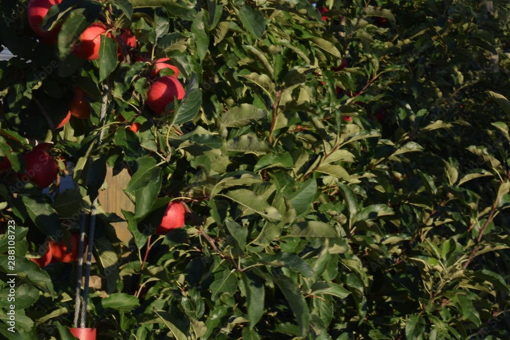 Red apples on the tree about to harvest.