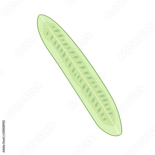 fresh cucumber cut lengthwise into 4 parts vector