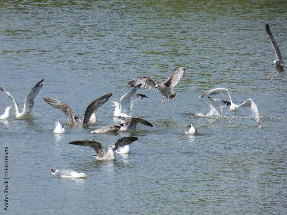 Gaviotas que inician el vuelo desde un lago artificial en el norte de Cataluña, España Gaviotas que inician el vuelo desde un lago artificial en el norte de Cataluña, España