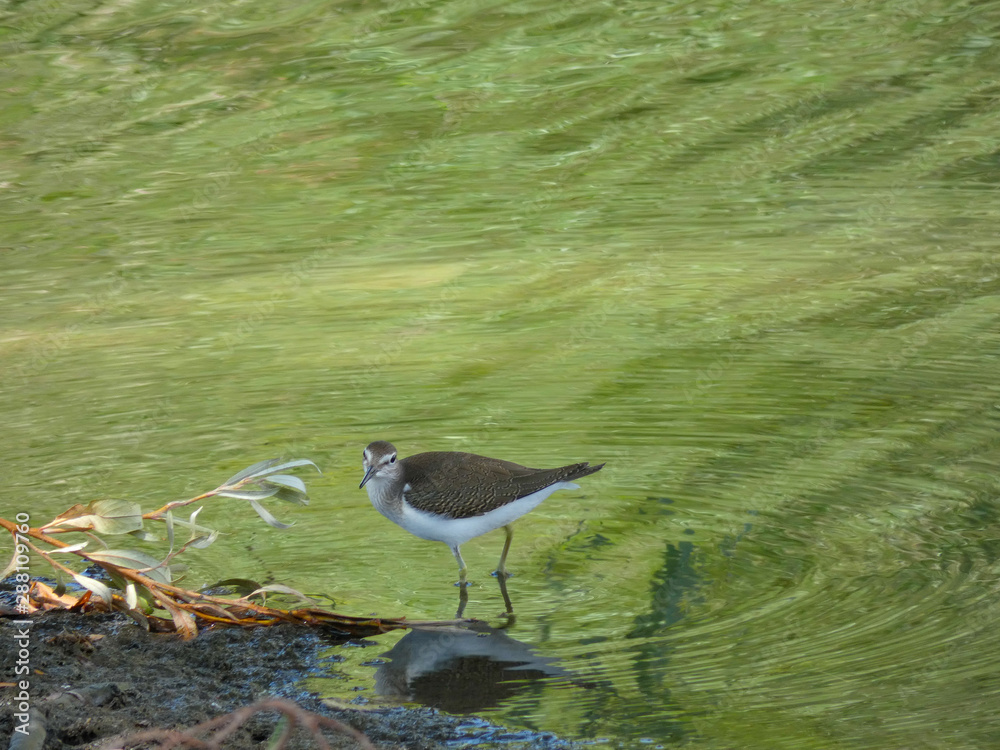 Pájaro sllvestre en un lago artificial en el norte de Cataluña, España Pájaro sllvestre en un lago artificial en el norte de Cataluña, España