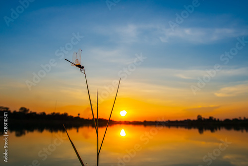 Dragonfly at the lake on sunset