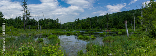 Marshy Wilderness Pond