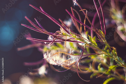Epilobium parviflorum ( hoary willowherb, smallflower hairy willowherb ) - Close-up view of seeds and fluff photo