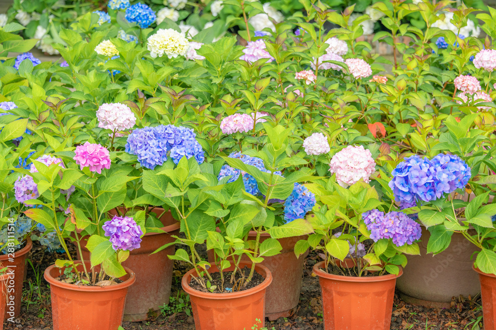 Close-up of colorful hydrangeas in the garden