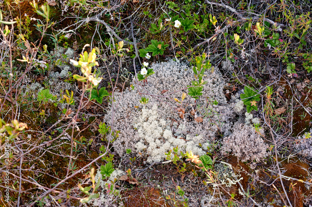 Obraz premium silver gray moss on a summer day in the forest