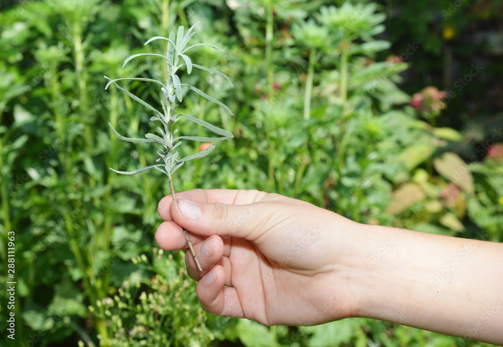 Lavender propagation. Taking lavender cuttings in summer is a good way to start as they root easily. Lavender propagation. Taking lavender cuttings in summer is a good way to start as they root easily.