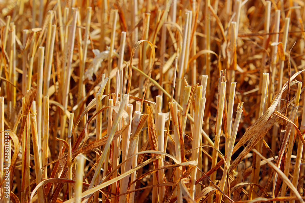 Blurred image of mowed wheat on the field.Harvesting concept. Abstract nature texture background. Blurred image of mowed wheat on the field.Harvesting concept. Abstract nature texture background.