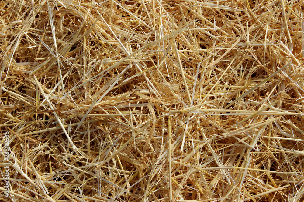 Blurred image of mowed wheat on the field.Harvesting concept. Abstract nature texture background. Blurred image of mowed wheat on the field.Harvesting concept. Abstract nature texture background.
