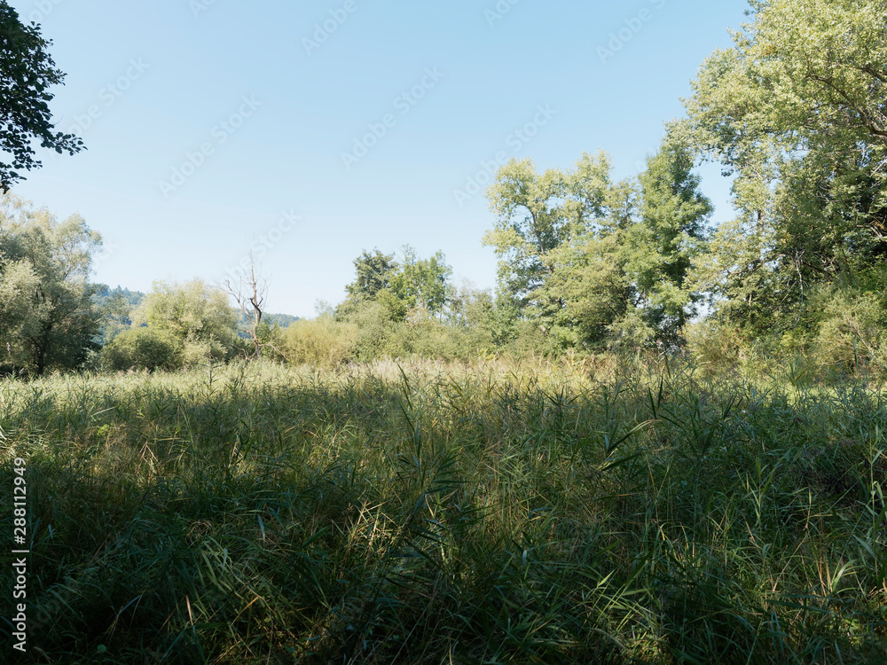 Obraz premium Schweizer Seenlandschaft - Rund um den Hallwilersee - Kanton Aargau - Naturschutzgebiet und biotop zwischen Mosen und Aesch 
