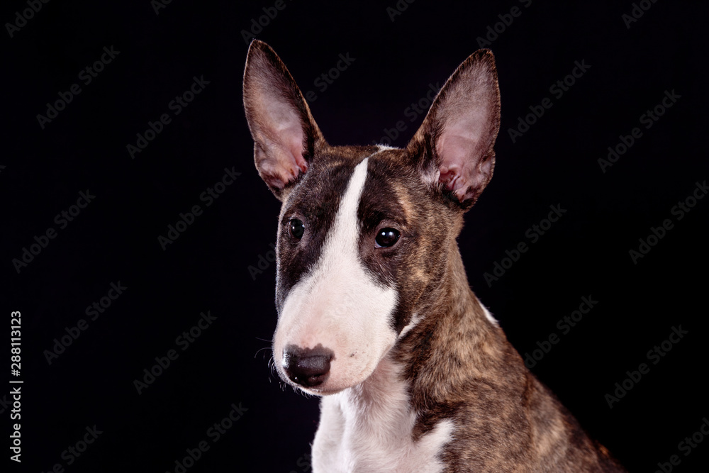 Dog breed mini bull terrier portrait on a black background Dog breed mini bull terrier portrait on a black background