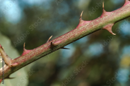 Close up thorn on a green background. Macro view. photo