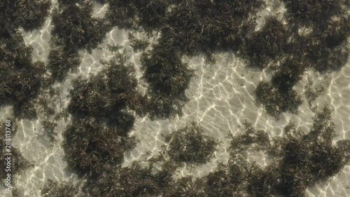 Flying still and close over clear sea on a sunny day seeing the bottom of the sea. photo