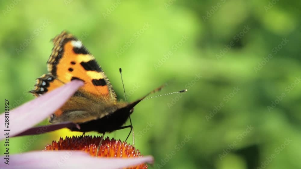 close up macro shot of orange Small tortoiseshell butterfly sitting on purple cone flower and pollinating it. close up macro shot of orange Small tortoiseshell butterfly sitting on purple cone flower and pollinating it.