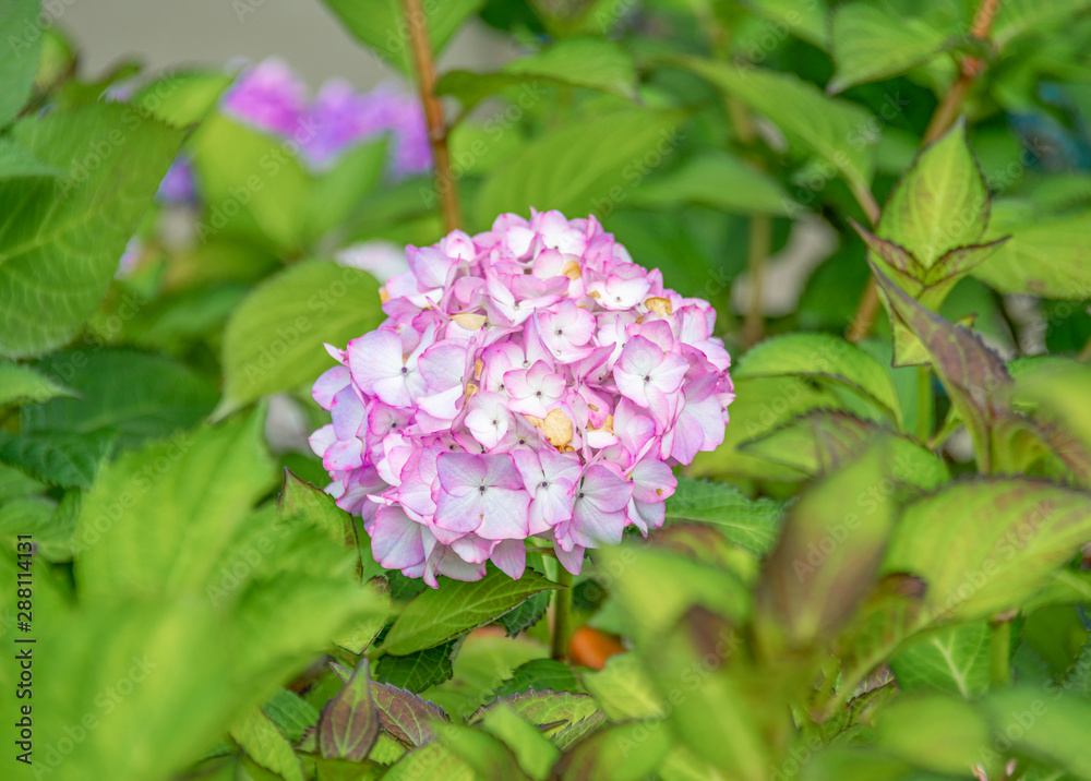 Close-up of colorful hydrangeas in the garden Close-up of colorful hydrangeas in the garden