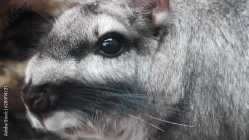 Close up of a Plains Viscacha (Lagostomus maximus) face with ist very recognizable horizontal stripes.