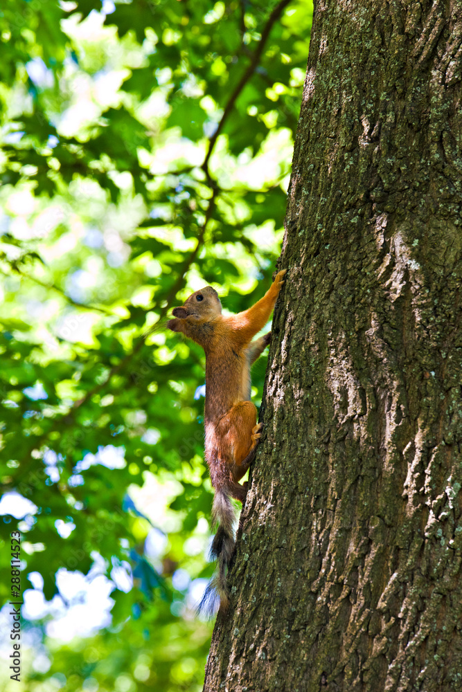 Red squirrel on a tree in summer day Red squirrel on a tree in summer day