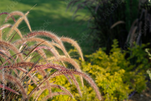 crimson fountaingrass photo