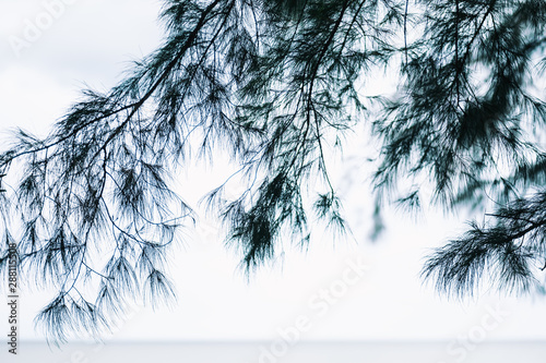 Closeup image of pine tree by the sea
