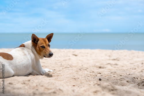 A dog lying down on the beach by the sea © Farknot Architect