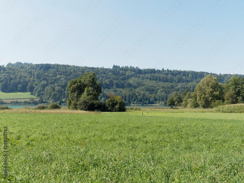 Fototapeta premium Schweizer Seenlandschaft - Rund um den Hallwilersee - Kanton Aargau - Wanderweg entlang des sees in Naturschutzgebiet und biotop zwischen Mosen und Aesch 