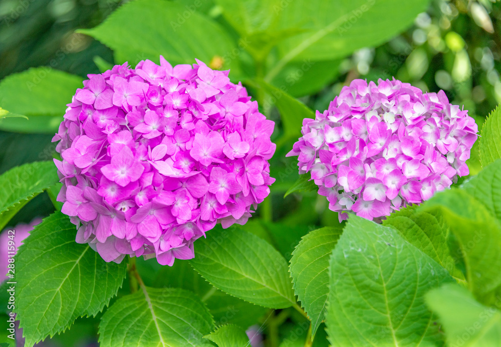 Close-up of colorful hydrangeas in the garden Close-up of colorful hydrangeas in the garden