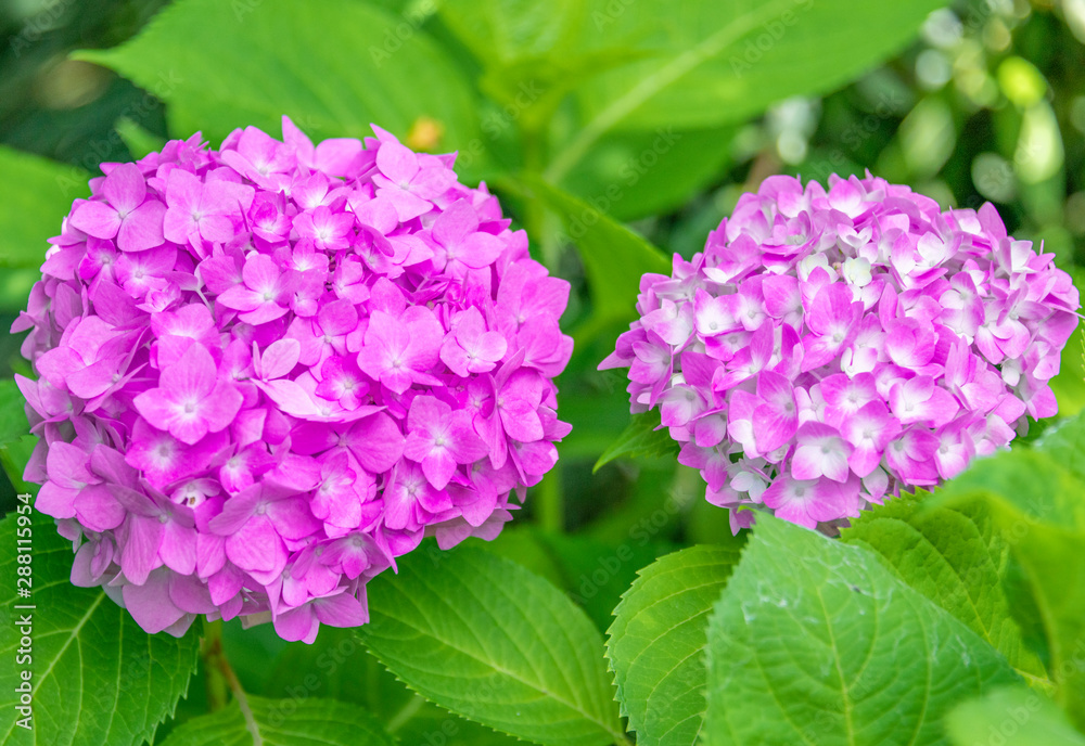 Close-up of colorful hydrangeas in the garden Close-up of colorful hydrangeas in the garden