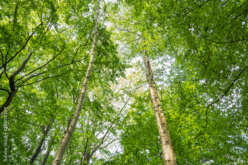 Obraz premium Birch trees in a green forest in summer