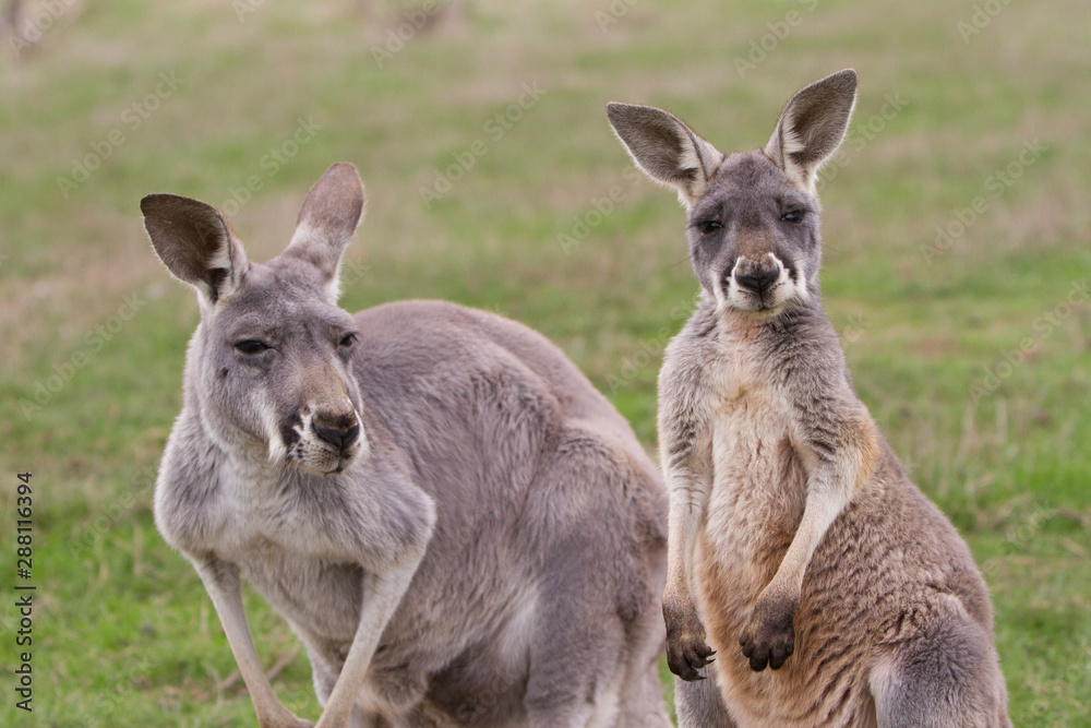 Two Kangaroos