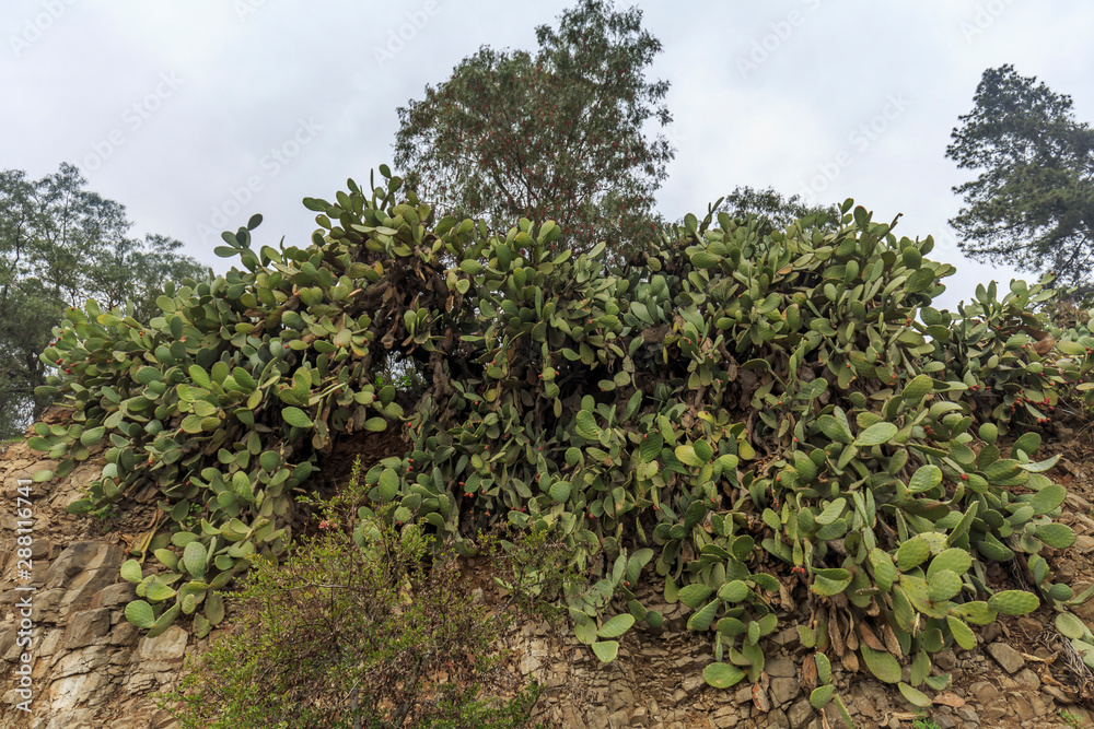 Prickly pear or opuntia ficus indica plant full of fruit
