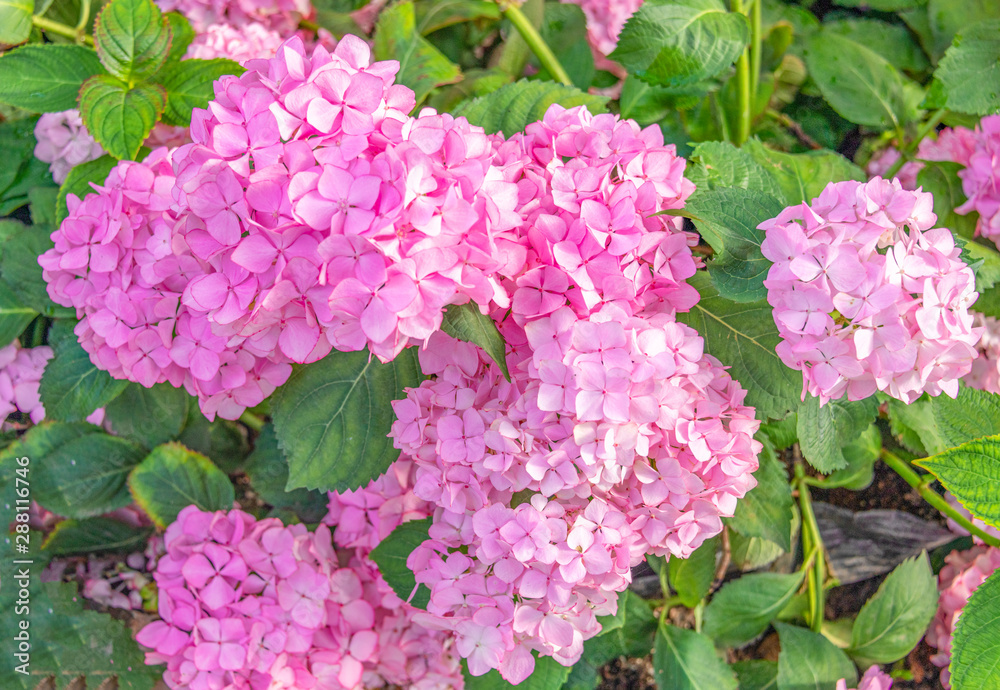 Close-up of colorful hydrangeas in the garden Close-up of colorful hydrangeas in the garden
