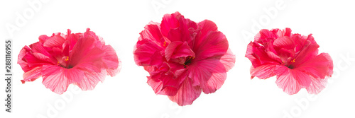 Set of several hibiscus flowers on a white isolated background.