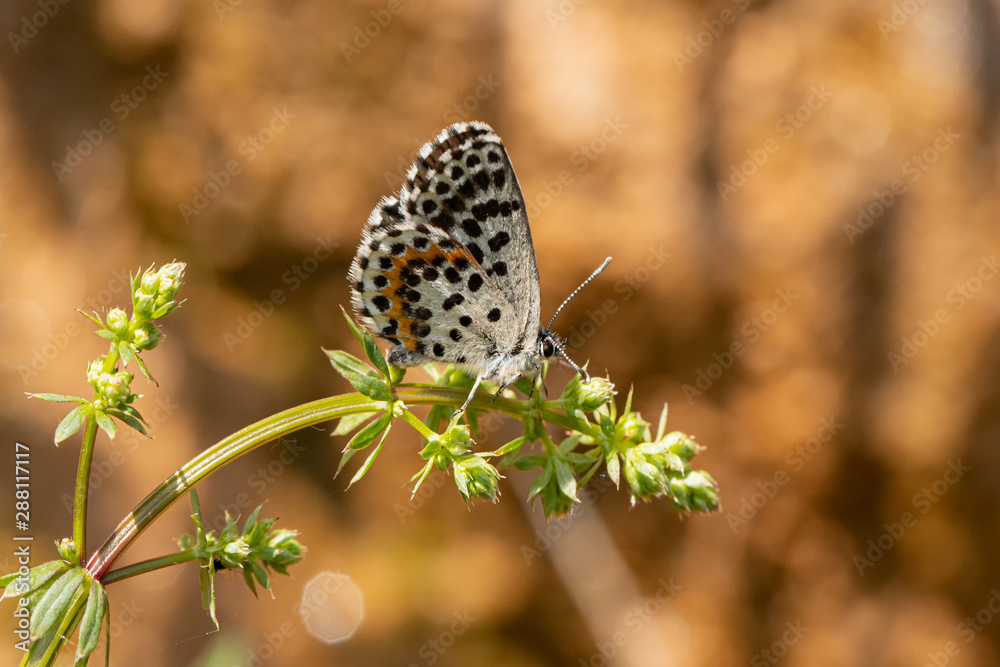 Obraz premium Nature