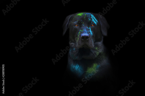 holi farben staub auf schwazren hund labrador photo