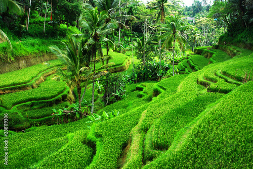 Beautiful view of rice terraces at Ceking village, Ubud, Bali.