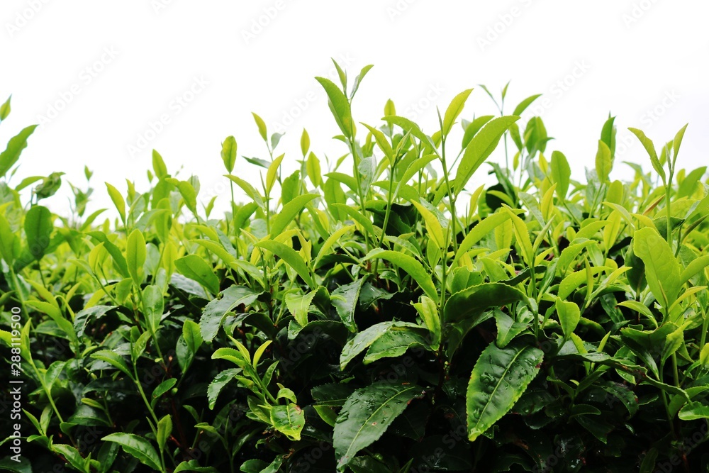 お茶の葉　緑　夏　茨城