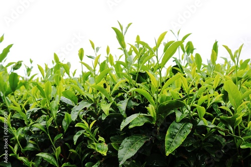 お茶の葉 緑 夏 茨城 © green7