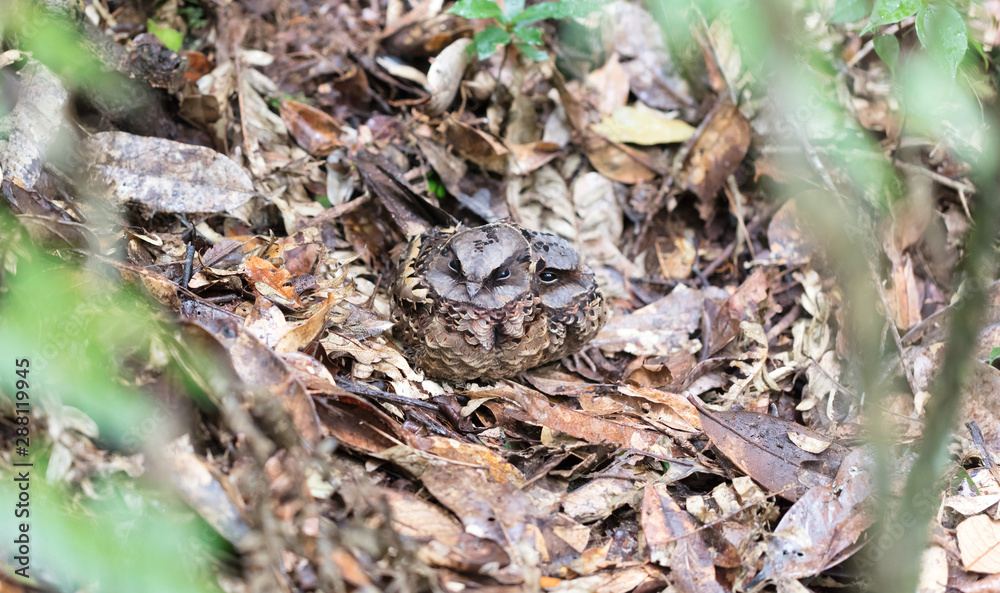 Madagascar Nightjar (Caprimulgus madagascariensis) Madagascar Nightjar (Caprimulgus madagascariensis)