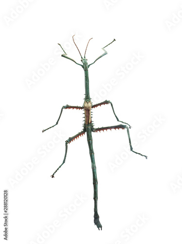 Big blue Stick insect isolated on white background