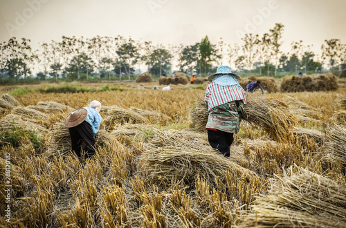 Farmer cutting rice in paddy, Chiang Rai Thailand