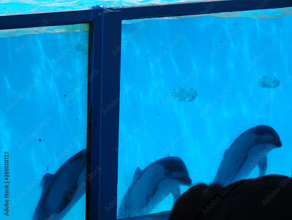 イルカ バブルリング 写真 Stock 写真 Adobe Stock