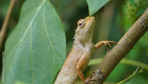 Thai lizard on tree