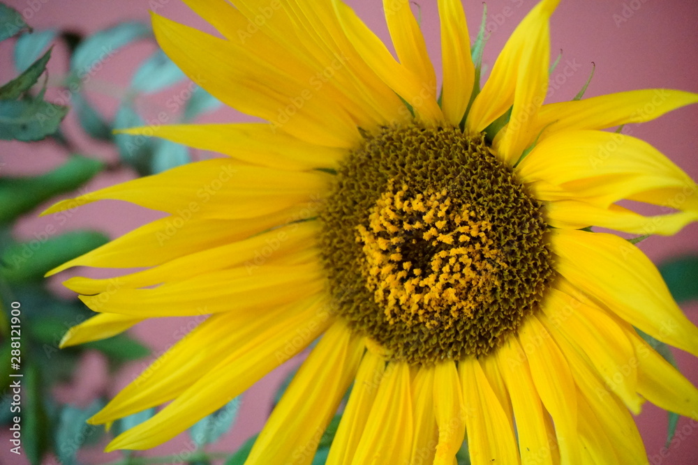 Yellow Sunflowers at home on red background Yellow Sunflowers at home on red background